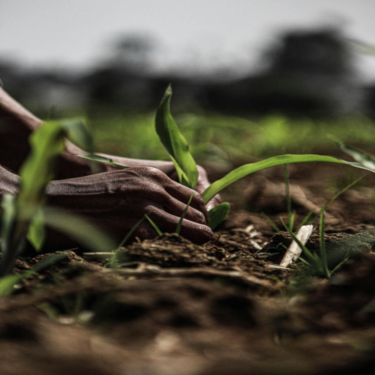 Agromiteon - Intelligence for Global Agribusiness